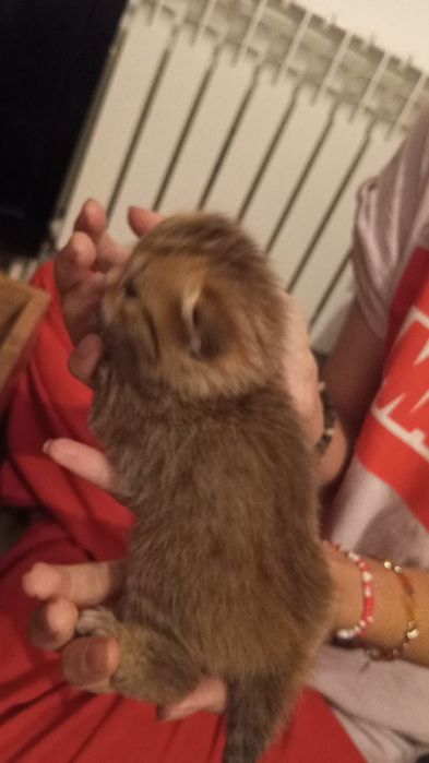 Продам Котят британцы