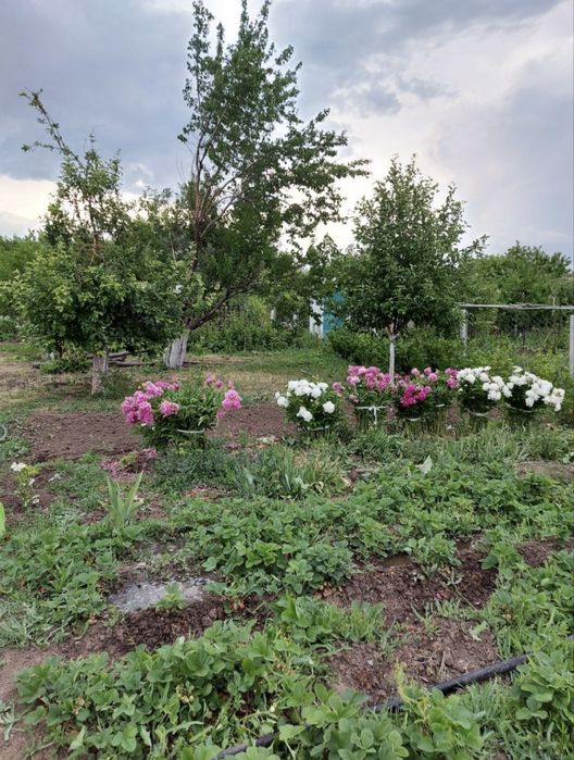 Продам дачу в Асане