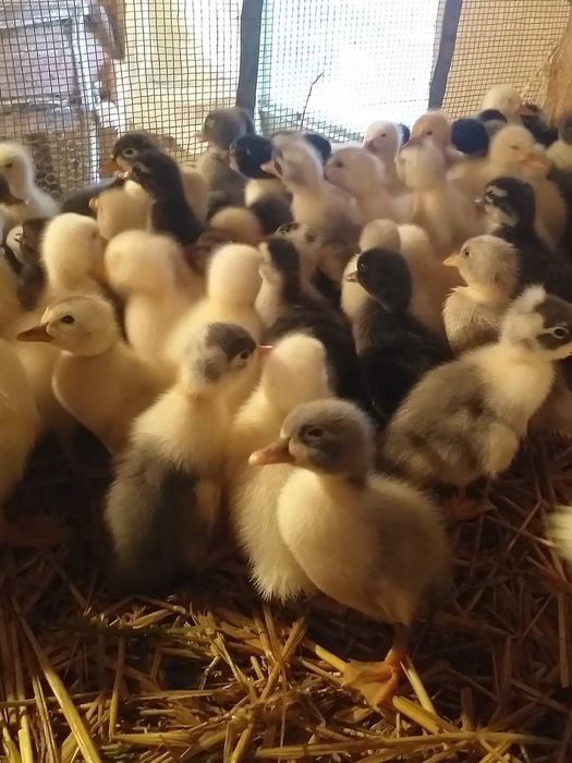 Vând boboci de rate