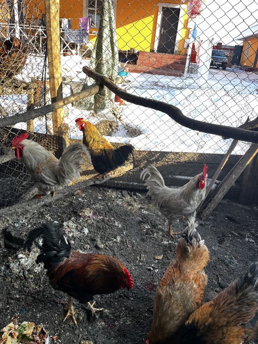 Продам петухов годовалые