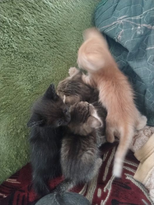 Отдам даром котят
