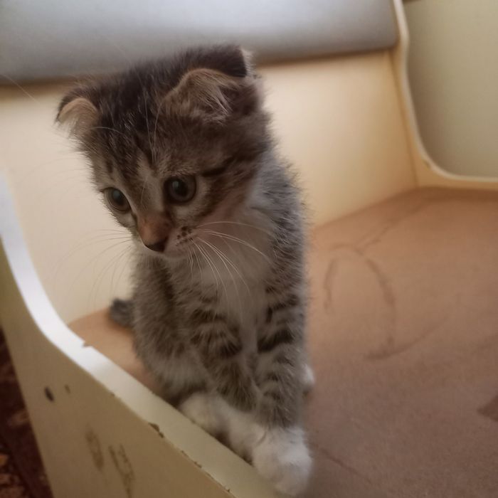 Вислоухий котёнок 1,5 месяц