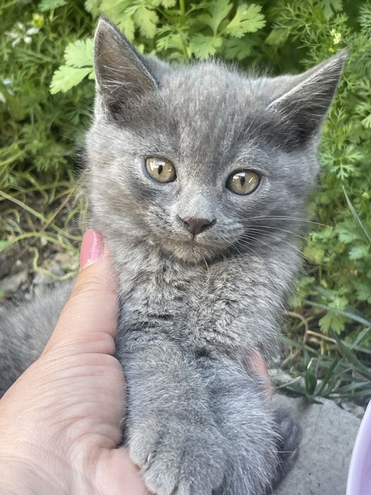 Продается британский котят