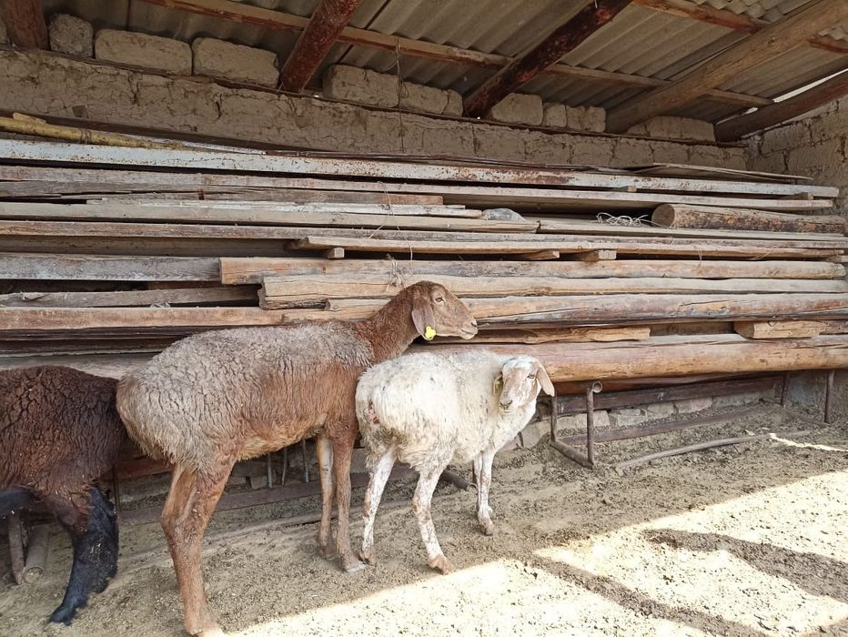 Қой сатылады саулық тусақтар