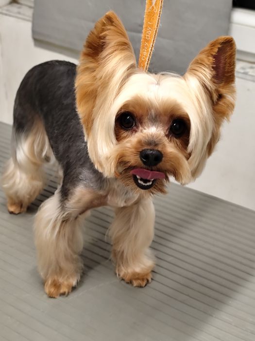 Frizerie canina Moșnița nouă