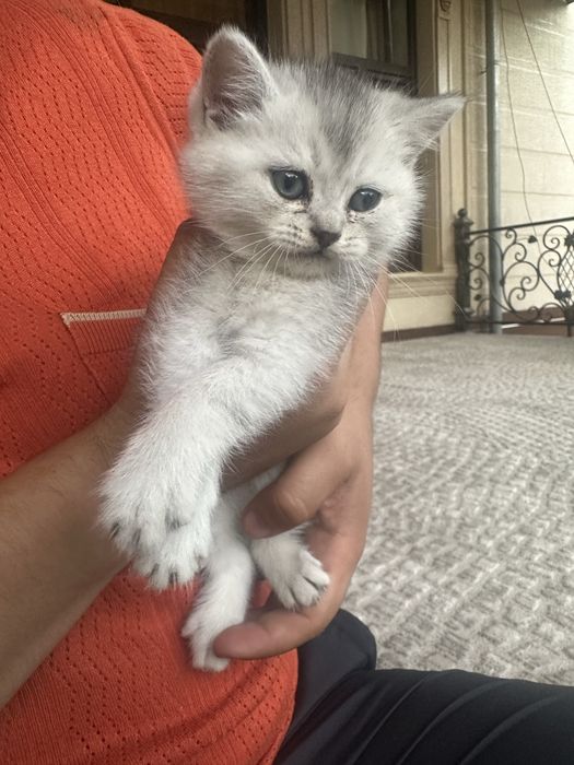 Sabzavotli masturbatsiya fotosurati