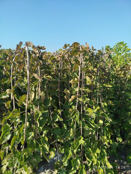 Dekorativniy zo‘ntik tut