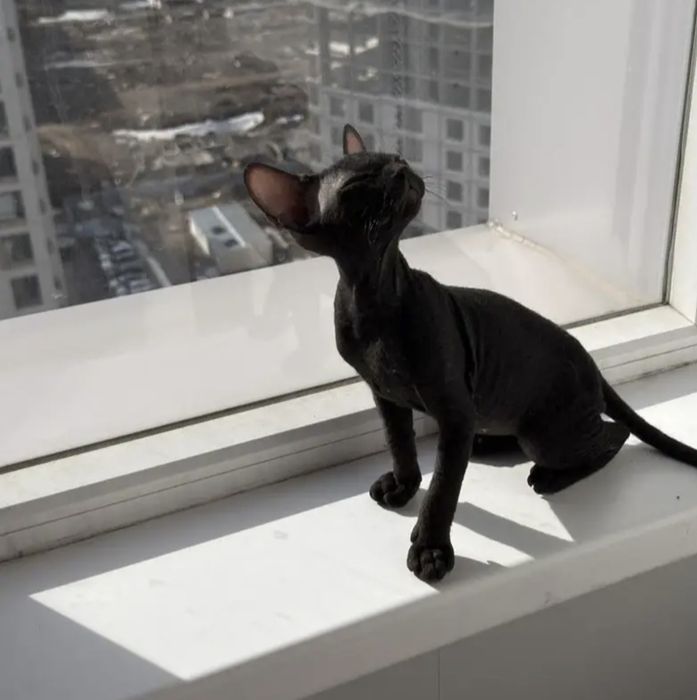 Отдам в добрые руки сфинкс донской (мальчик)