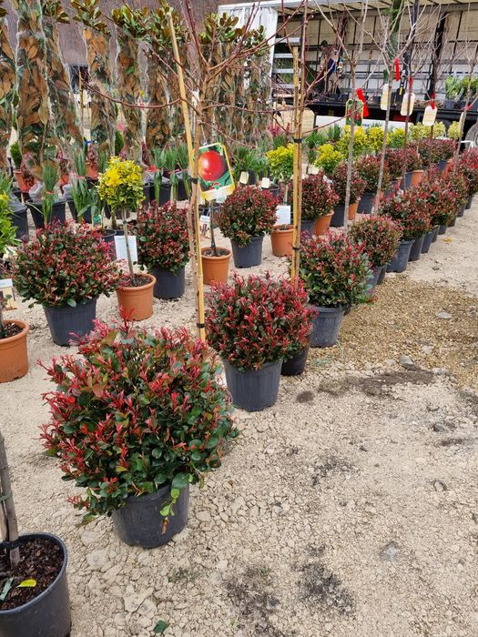 Photinia red robin