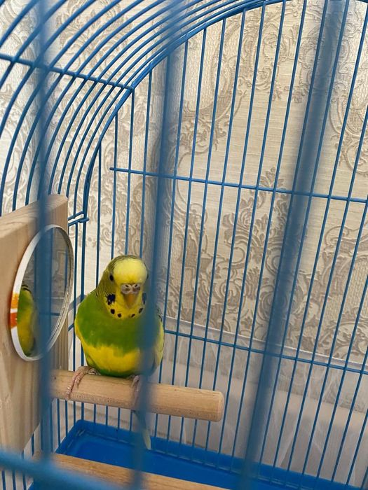 Продаются попугайчики