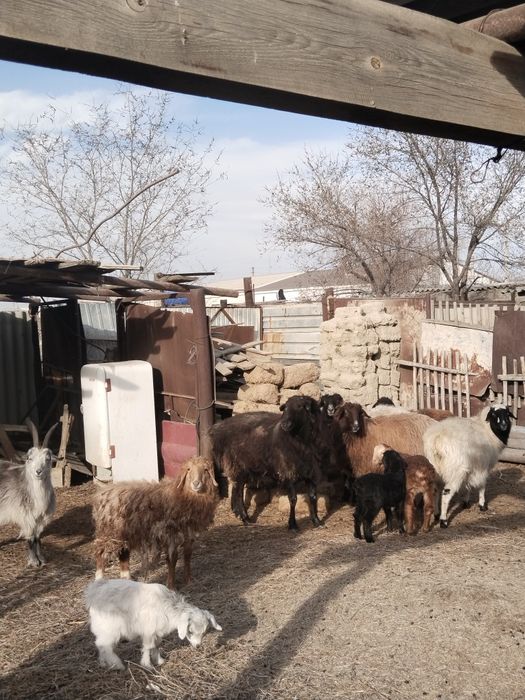 Қой ешкі сатылады