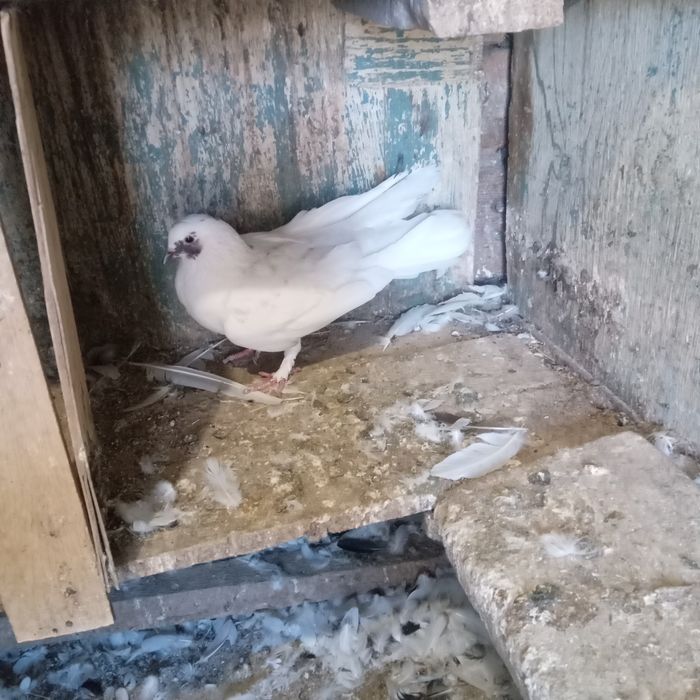 Продам домашних голубей.