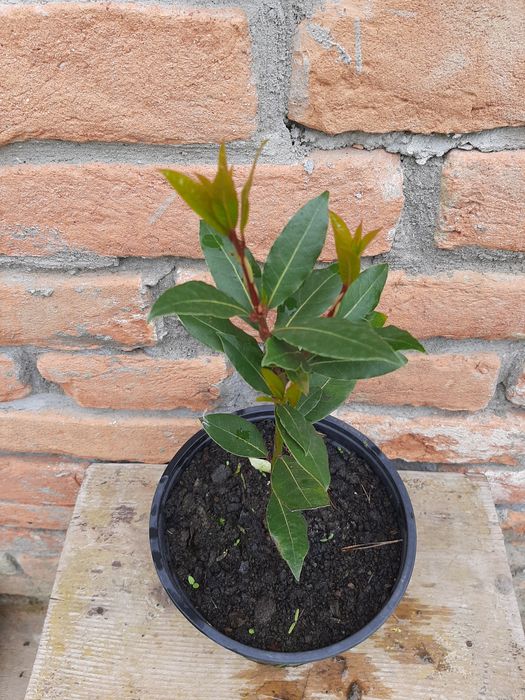 Vând copăcel Dafin comestibil