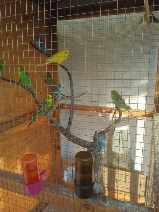 попугайчики волнистые