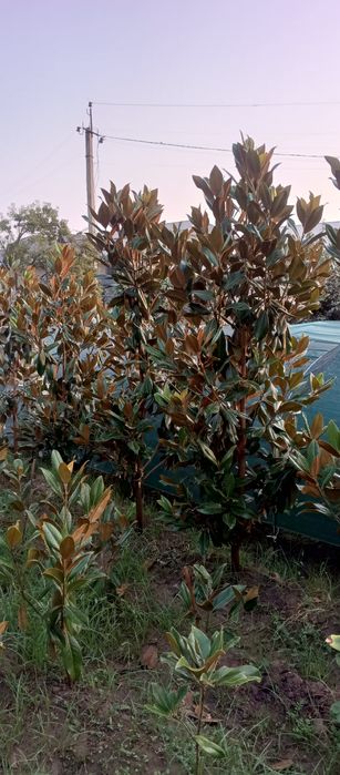 Магнолия гладифлора Италиянский