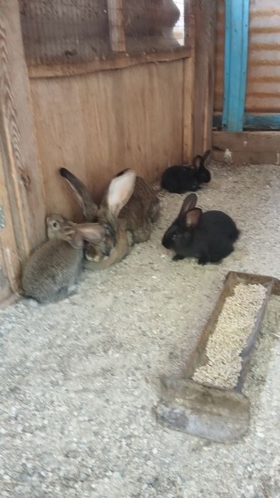 Продаются крольчата