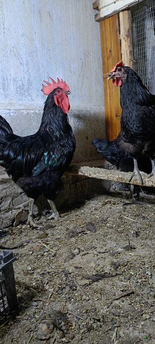 Qora shaxzoda sotiladi