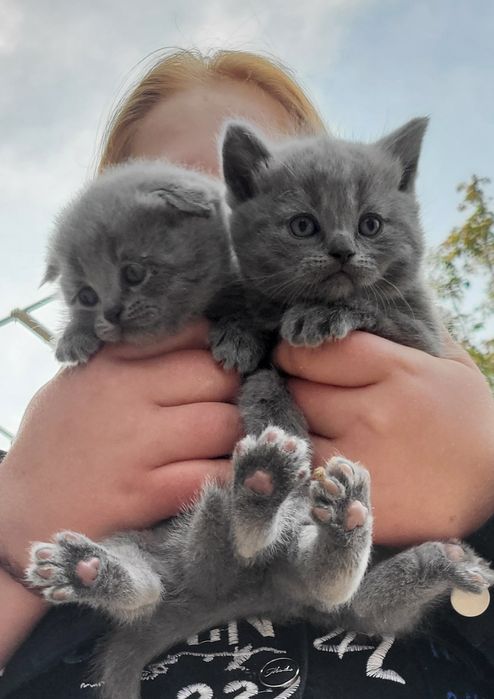 Котята Бейби фелсные красивые мимишки.