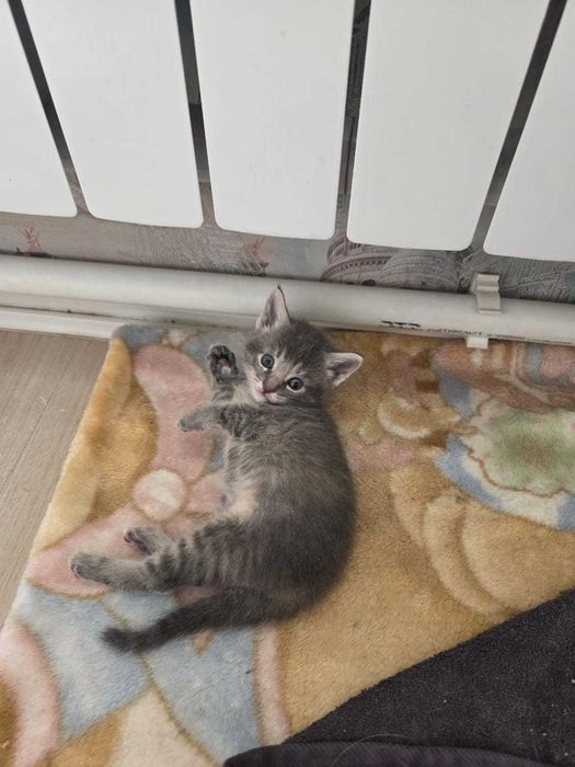 Котята маленьки красивые