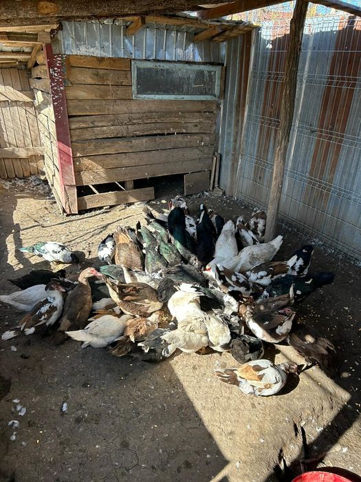 Vand rațe si rățoi