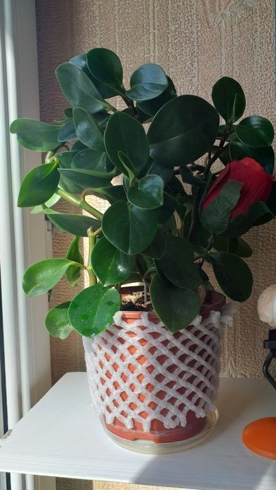 Продаю цветы. Очень красивые.  Разные.