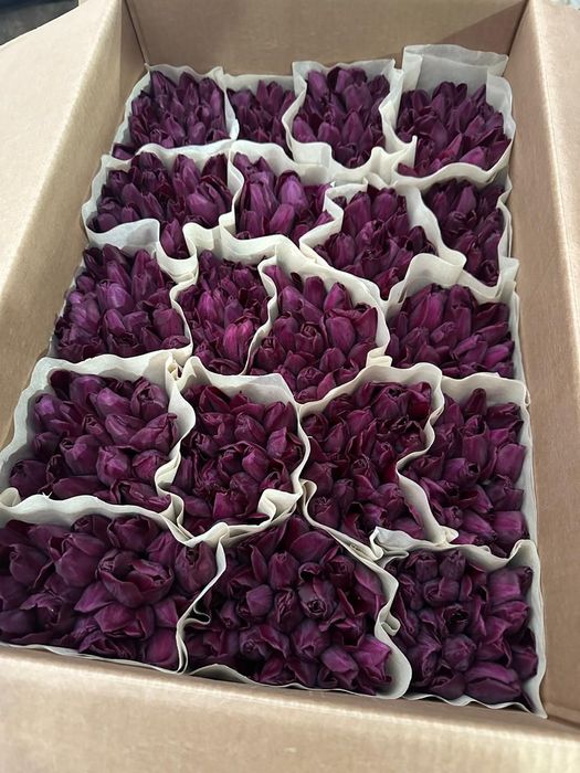 Беларусь тюльпаны опт