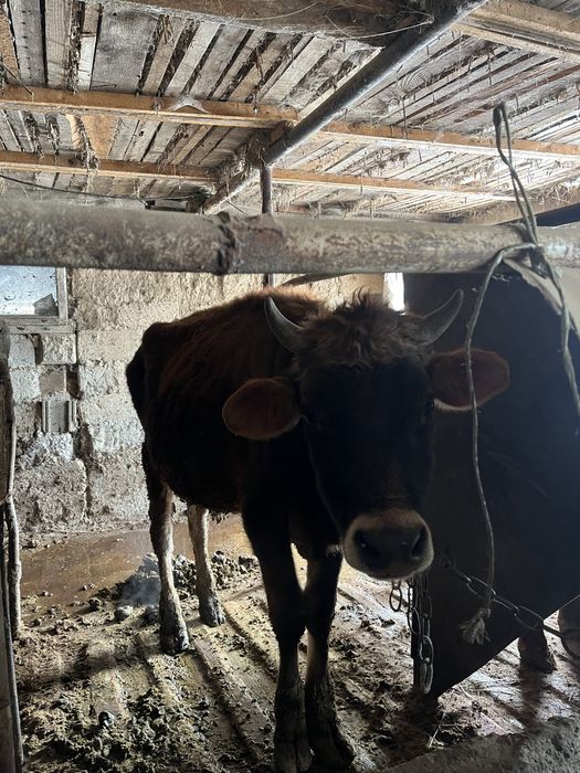 Бұқа сатыладыыыыыы