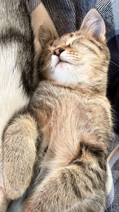 Котенок в добрые руки
