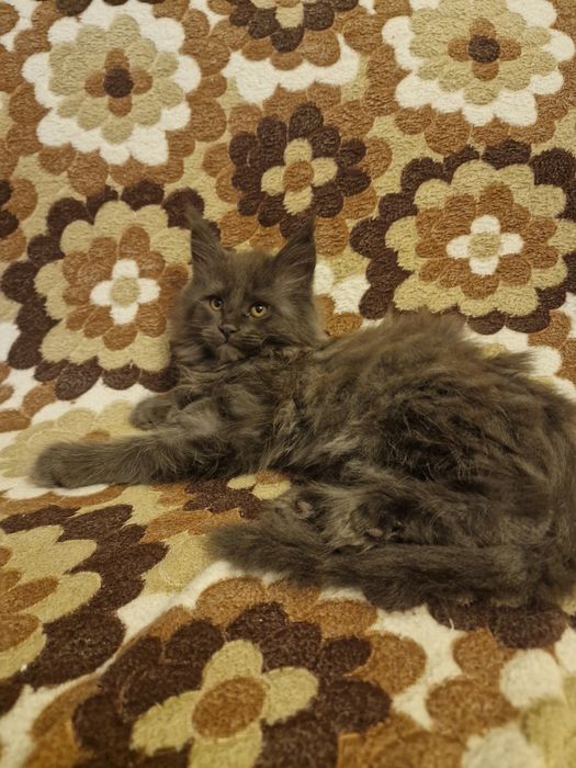 Мейн Куун (Maine Coon)