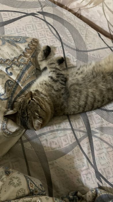 Кошка девочка 1год умная,чистый