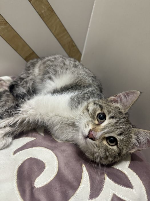 Отдам в добрые руки