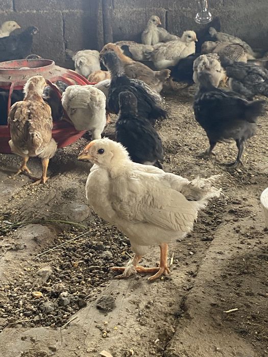 Продам цыплят домашние