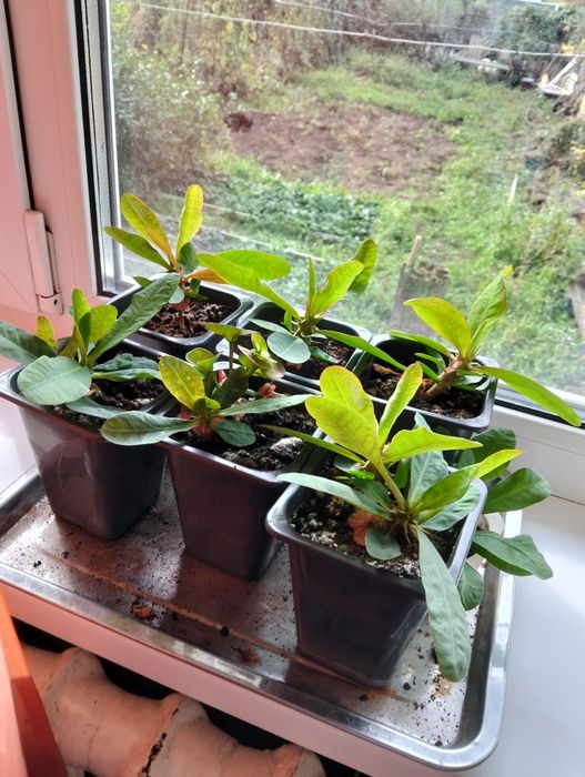 Цветок молочай" Миля"