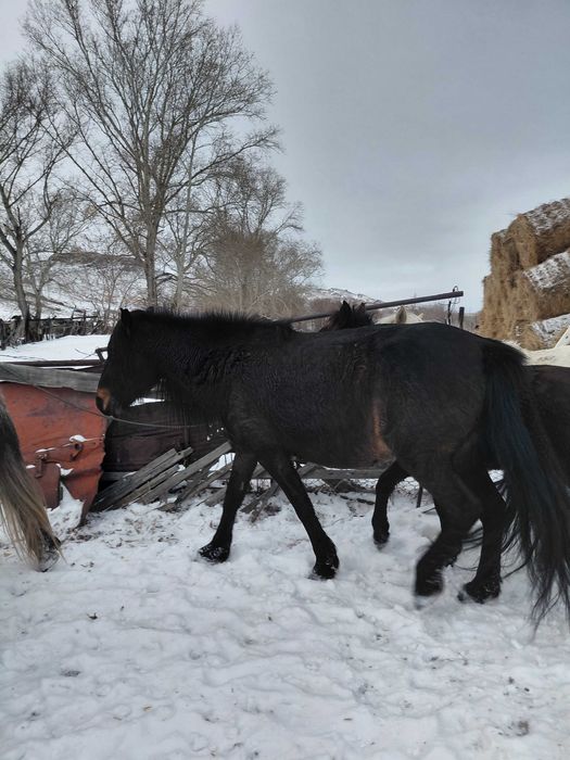 Лошади бие.     .