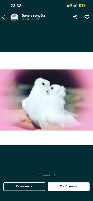 Запуск голубей  белых