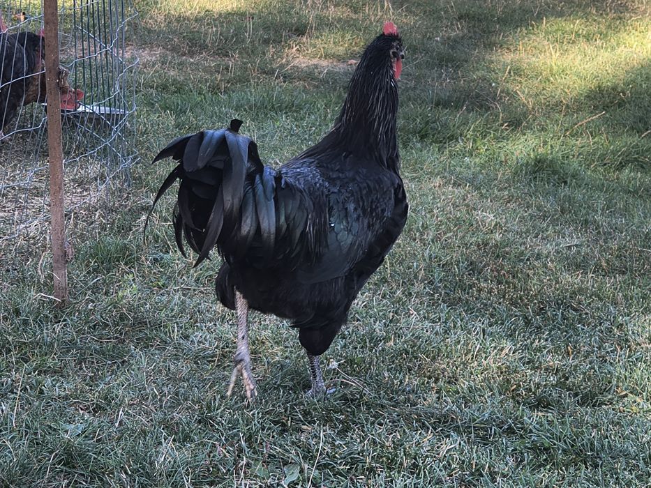 Vând cocos australorp .