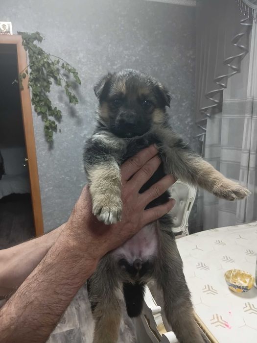 Продам щенка немецкой овчарки