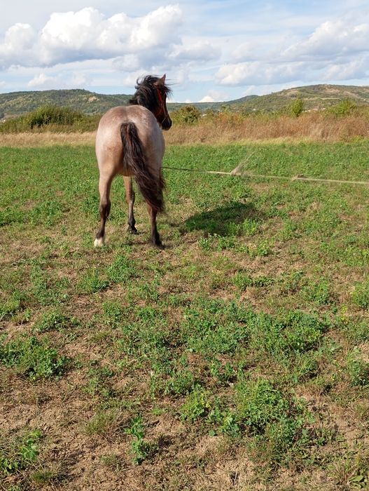 Vând mnza de un an jumate
