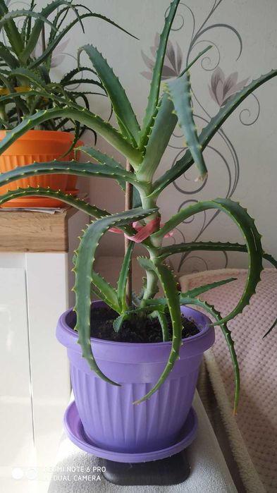 Лечебно Алое (Дървовидно Aloe Аrborescens) над 3г