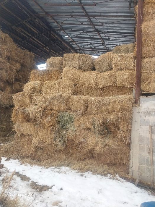 Шоп сена сатылады багасы до