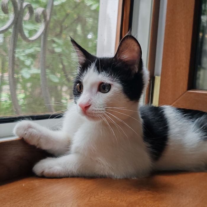 Отдам котёнка 4 месяца