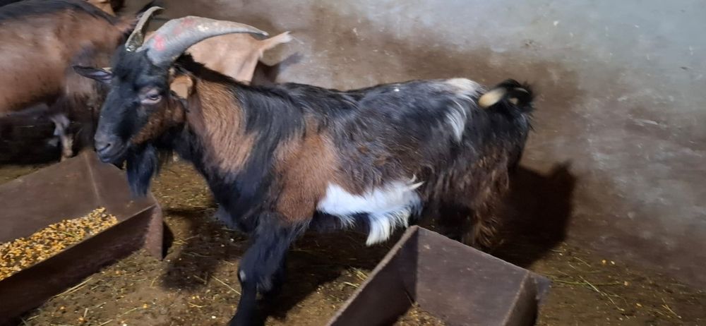 Țap Alpin-Francez își schimbă locația