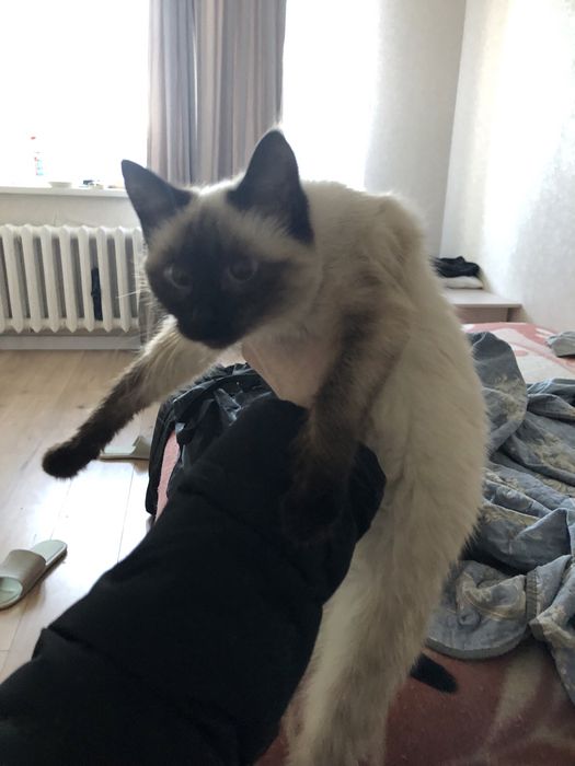 Отдам даром котенка