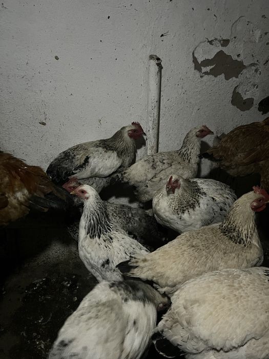 Петушки молодые разные