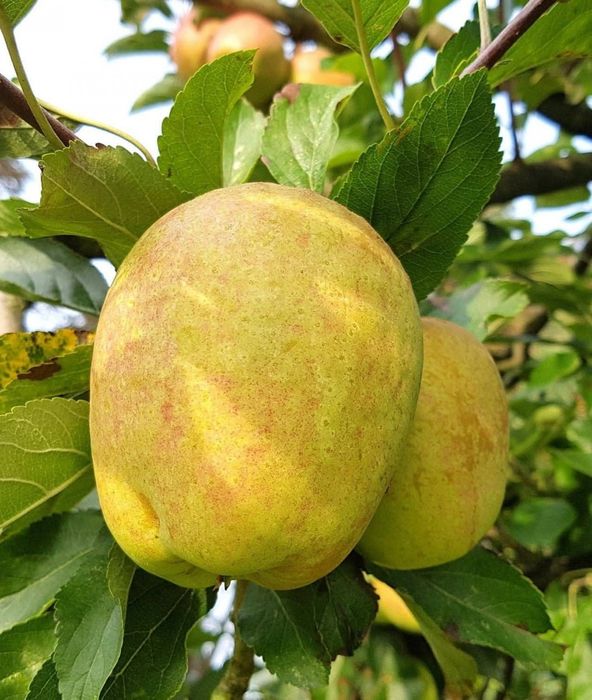 Mar soi limoncela
