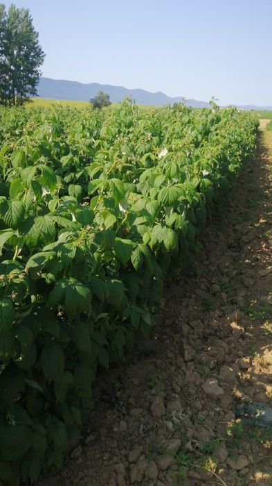 Малини, капини, годжи бери-разсад.