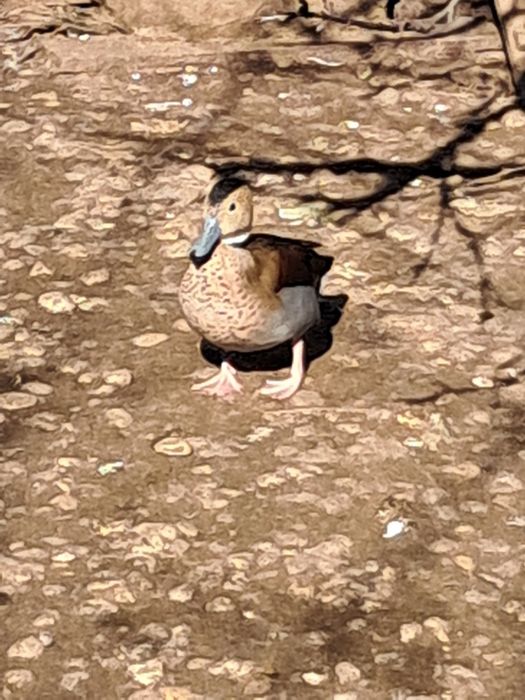 Rate Micul Atlantic Rațe Exotice de baltă și baltă