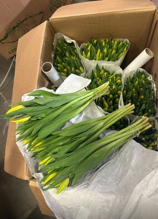 Тюльпаны из Голландии