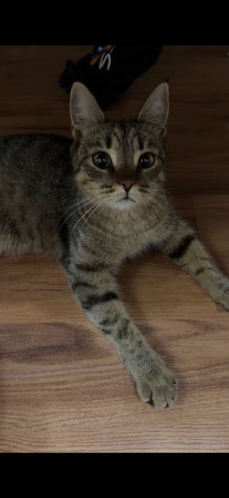 Котята помись с бенгалами