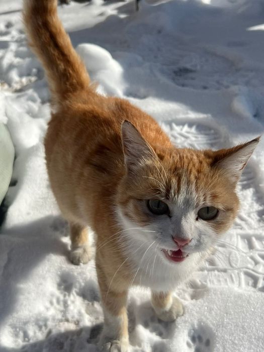 Кошка рыжая, отдадим в добрые руки